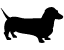 dachshund